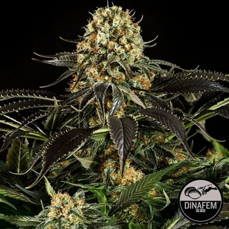 Branco Siberian de Dinafem feminizado - GB The Green Brand