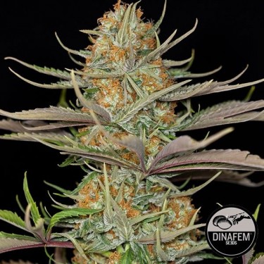 Sweet Deep Grapefruit de Dinafem feminizado - GB The Green Brand