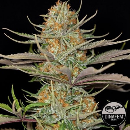 Sweet Deep Grapefruit de Dinafem feminizado - GB The Green Brand