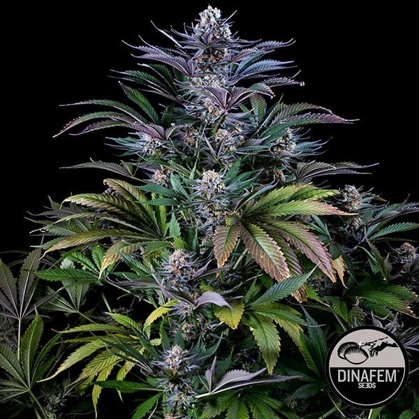 Super Prata feminina Dinafem - GB The Green Brand