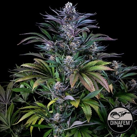 Super Prata feminina Dinafem - GB The Green Brand
