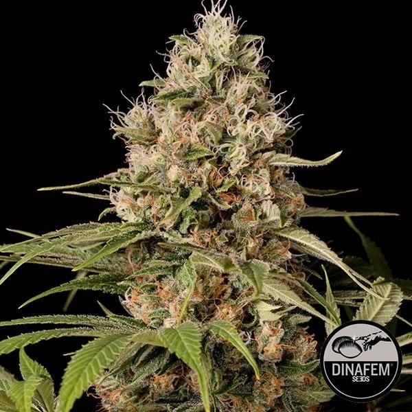 View Shark Shock CBD Dinafem Feminizado - GB The Green Brand