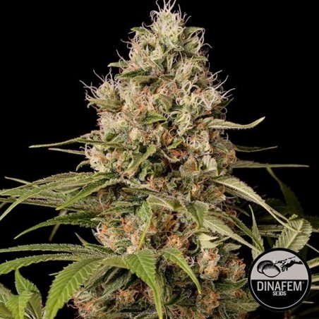 Shark Shock CBD Dinafem Feminizado - GB The Green Brand
