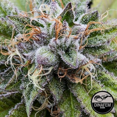 Bubba Kush Feminizada de Dinafem - GB The Green Brand