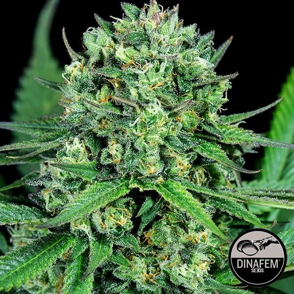 View Queijo CBD 100% feminizado Dinafem - GB The Green Brand