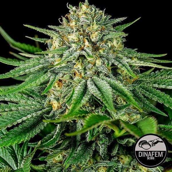 View Bubba Kush CBD 100% feminino Dinafem - GB The Green Brand