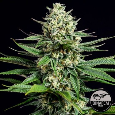 Og Kush CBD 100% feminino Dinafem - GB The Green Brand