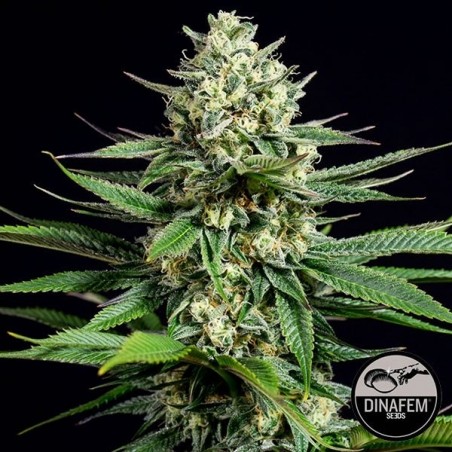 Og Kush CBD 100% feminino Dinafem - GB The Green Brand