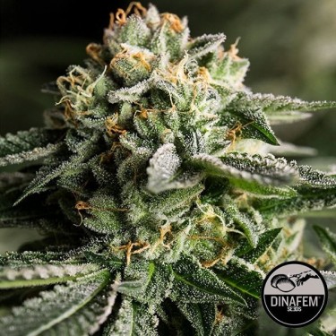 Remo Feminizado Chemo de sementes de Dinafem - GB The Green Brand