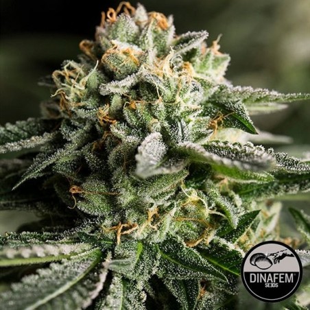Remo Feminizado Chemo de sementes de Dinafem - GB The Green Brand