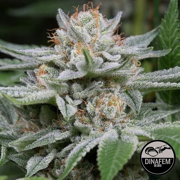 View Dinafem feminino variedade haste - GB The Green Brand