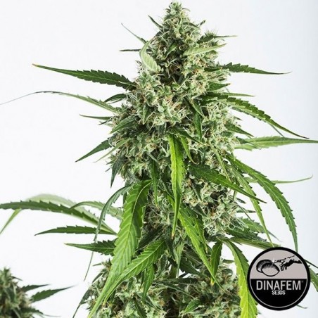 White Widow XXL Auto fem. de Dinafem - GB The Green Brand