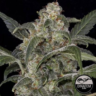 Haze 2.0 Dinafem Autoflowering - GB The Green Brand