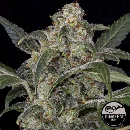 Haze 2.0 Dinafem Autoflowering - GB The Green Brand