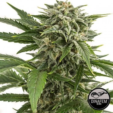 Bubba Kush Auto feminizado Dinafem - GB The Green Brand