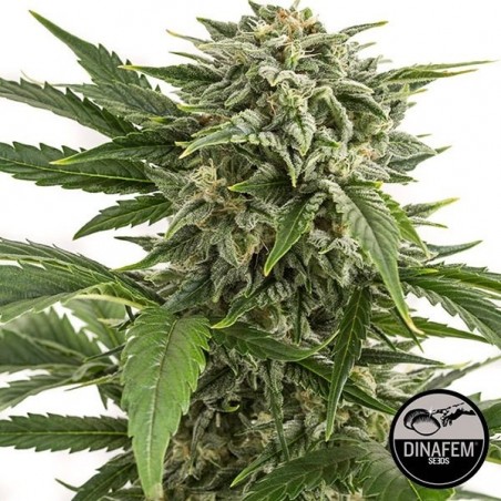 Bubba Kush Auto feminizado Dinafem - GB The Green Brand