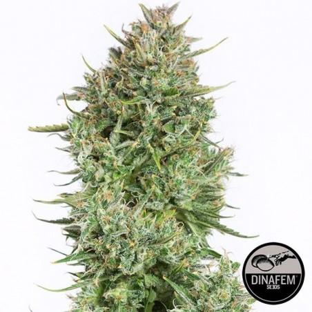 Blue Kush Auto feminizado Dinafem - GB The Green Brand