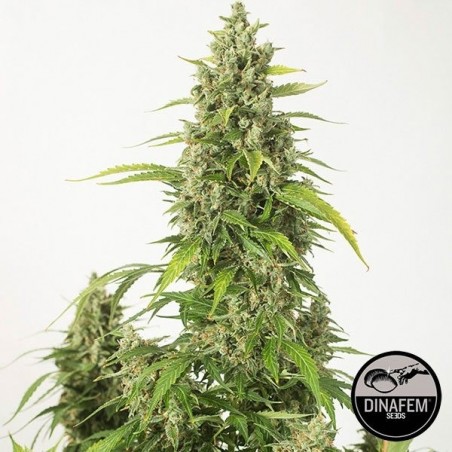 Haze XXL Dinafem auto-florescente - GB The Green Brand