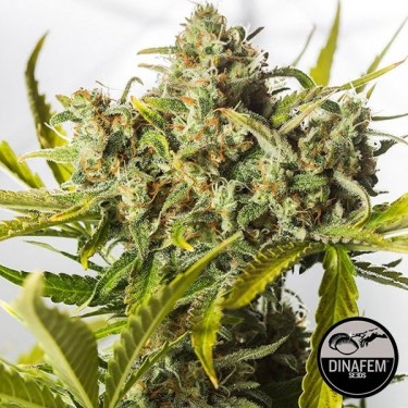 View Blue Critical Autoflowering Dinafem - GB The Green Brand