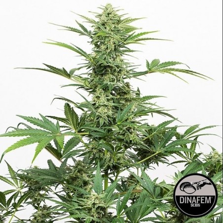 Planta Indotrial Auto CBD de Dinafem - GB The Green Brand