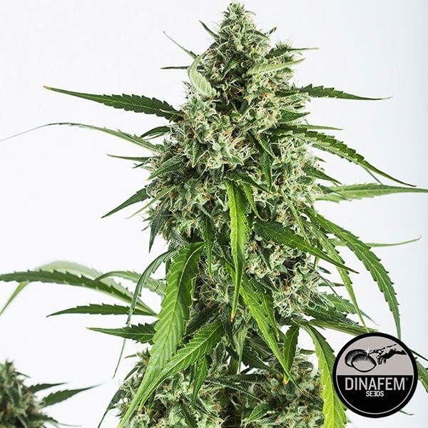 View White Widow Autoflowering CBD da Dinafem Auto - GB The Green Brand