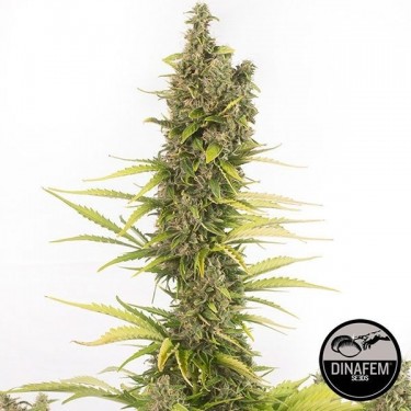 Amnesia Autoflowering CBD by Dinafem Auto - GB The Green Brand