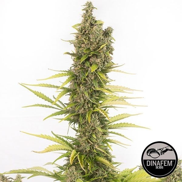 Amnesia Autoflowering CBD by Dinafem Auto - GB The Green Brand