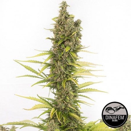 Amnesia Autoflowering CBD by Dinafem Auto - GB The Green Brand