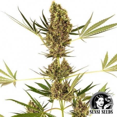 Alpine Delight CBD Auto de Sensi Seeds - GB The Green Brand