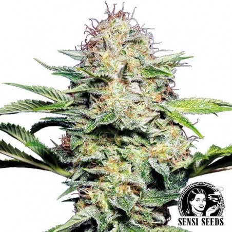 Sensi Skunk Auto por Sensi Seeds automática - GB The Green Brand