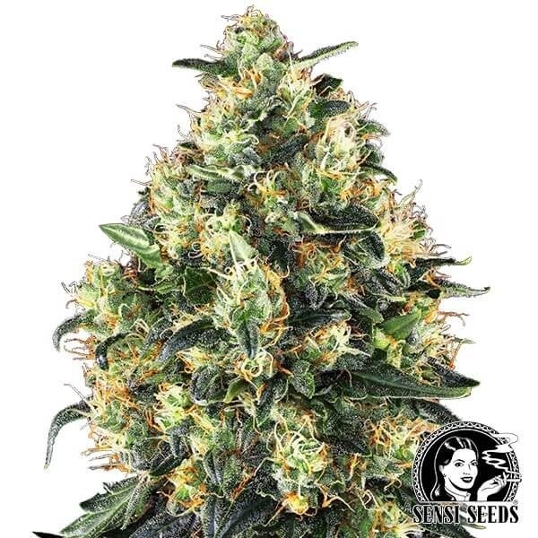 View Super Skunk Auto Sensi Seeds feminizada - GB The Green Brand