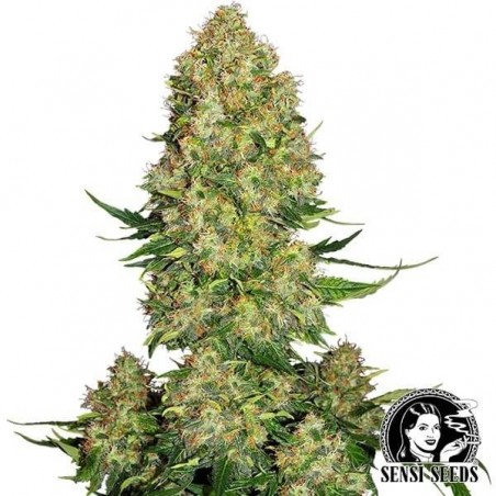 Skunk 1 Auto de Sensi Seeds automática - GB The Green Brand