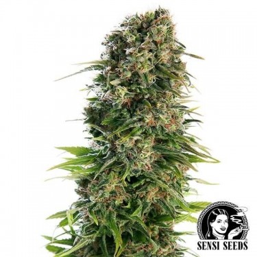 Hindu Kush Automatic de Sensi Seeds - GB The Green Brand