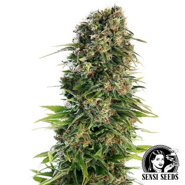 View Hindu Kush Automatic de Sensi Seeds - GB The Green Brand