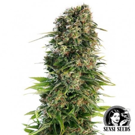 Hindu Kush Automatic de Sensi Seeds - GB The Green Brand