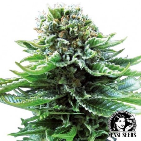 Northern Lights Auto de Sensi Seeds - GB The Green Brand