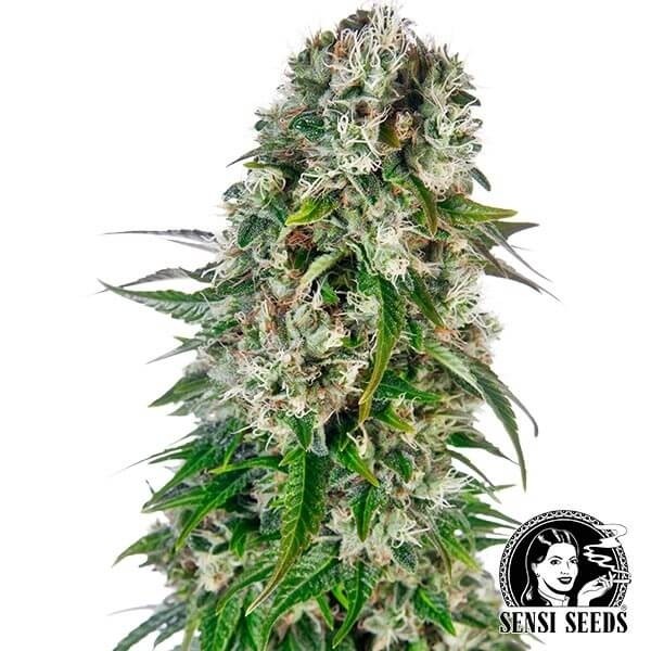Big Bud Automático por Sensi Seeds Bank - GB The Green Brand