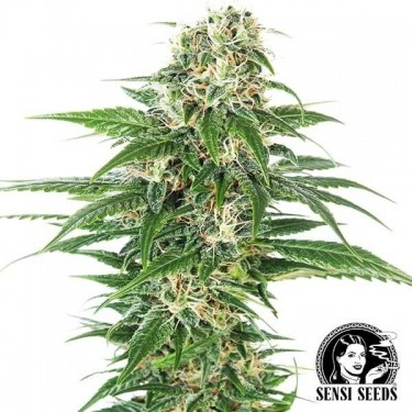 Early Skunk Automático por Sensi Seeds - GB The Green Brand
