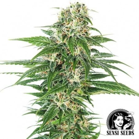 Early Skunk Automático por Sensi Seeds - GB The Green Brand