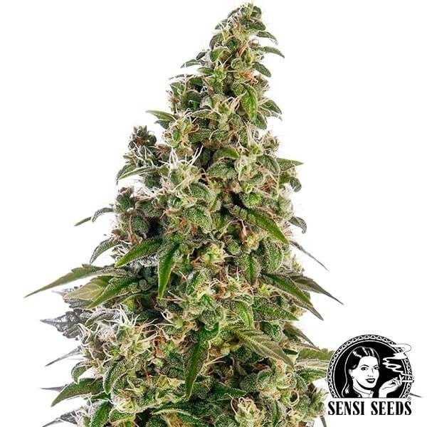 View Afegão1 Automático por Sensi Seeds Banco - GB The Green Brand