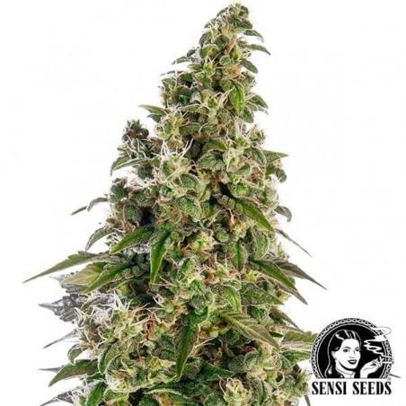 Afegão1 Automático por Sensi Seeds Banco - GB The Green Brand