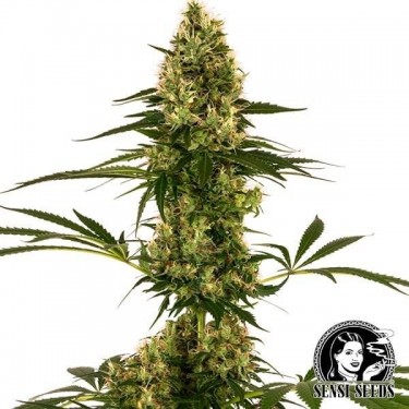 Blue Bullet Auto Sensi Seeds estirpe #119 Auto - GB The Green Brand