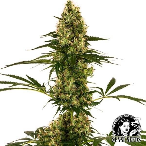 View Blue Bullet Auto Sensi Seeds estirpe #119 Auto - GB The Green Brand
