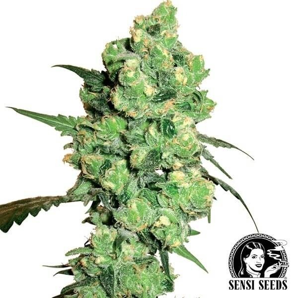 Super Skunk semente feminizada de Sensi Seeds - GB The Green Brand