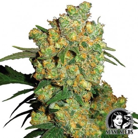 Big Bud de Sensi Seeds semilla feminizada - GB The Green Brand