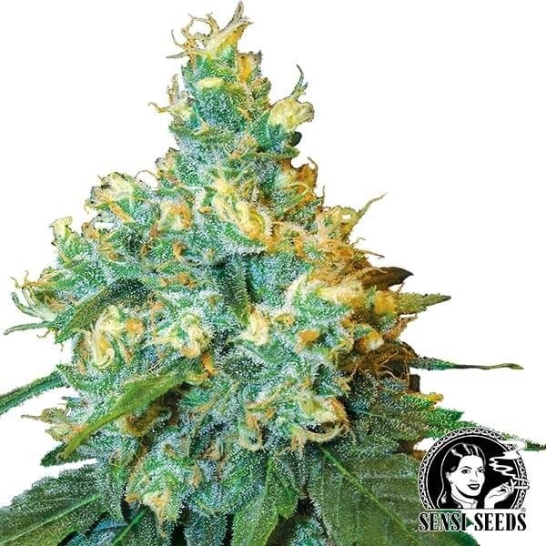 View Jack Herer Feminizada de Sensi Seeds - GB The Green Brand