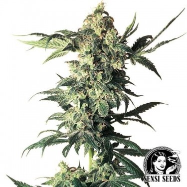 Northern Lights de Sensi Seeds feminizada - GB The Green Brand