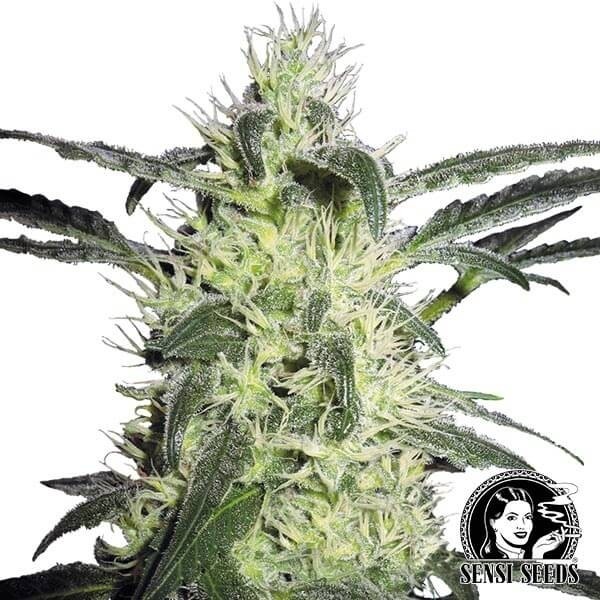 View Prata Haze de Sensi Sementes feminizado - GB The Green Brand