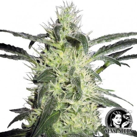 Prata Haze de Sensi Sementes feminizado - GB The Green Brand