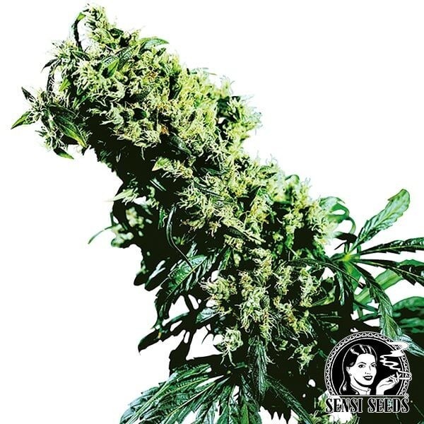 View NL5 x Haze de Sensi Seeds feminizado - GB The Green Brand